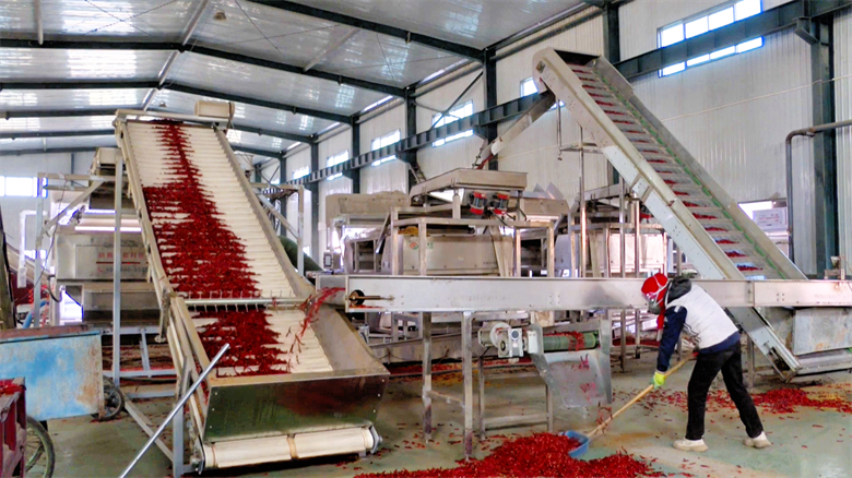 【深化“三抓三促”行動(dòng)】高臺 工業(yè)企業(yè)開足馬力 沖刺四季度目標(biāo)——辣椒醬生產(chǎn)線上拼出“加速度”